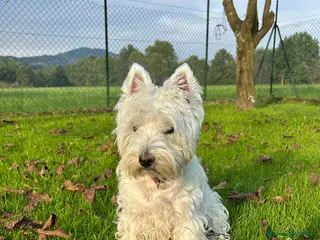 West Highland cani Perla cerca compagno per accoppiamento - Annuncio 1