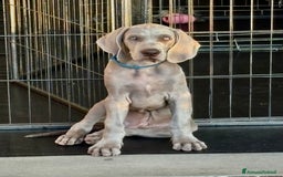 Weimaraner cani in vendita: Mr Blue cerca la sua famiglia perfetta a Provincia di Reggio Emilia - Immagine 3