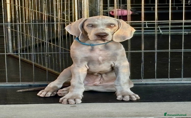Weimaraner cani a Provincia di Reggio Emilia - Annuncio 1