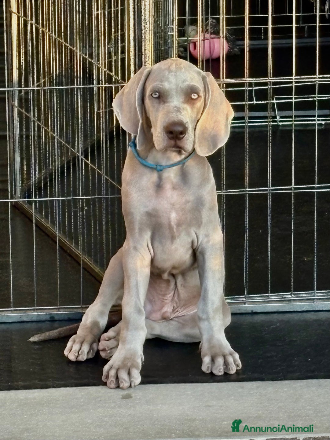 Weimaraner cani in vendita: Mr Blue cerca la sua famiglia perfetta a Provincia di Reggio Emilia - Immagine 3