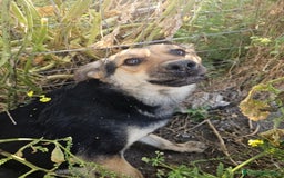 Meticcio cani in regalo: Andrea: 1anno taglia contenuta timido dolce  a Città Metropolitana di Genova - Immagine 15