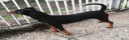 Pinscher Miniatura cani in regalo: Regalo Pincher , Zwergpinscher  - Annuncio 2
