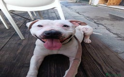 Pitbull cani in regalo: CIRO, PITBULL tanto dolce ma SOLO. a Città Metropolitana di Firenze - Immagine 6