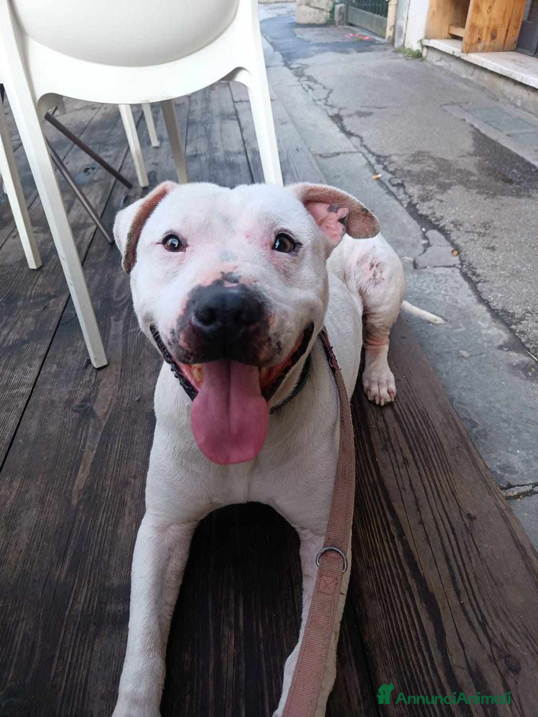 Pitbull cani in regalo: CIRO, PITBULL tanto dolce ma SOLO. a Città Metropolitana di Firenze - Immagine 6