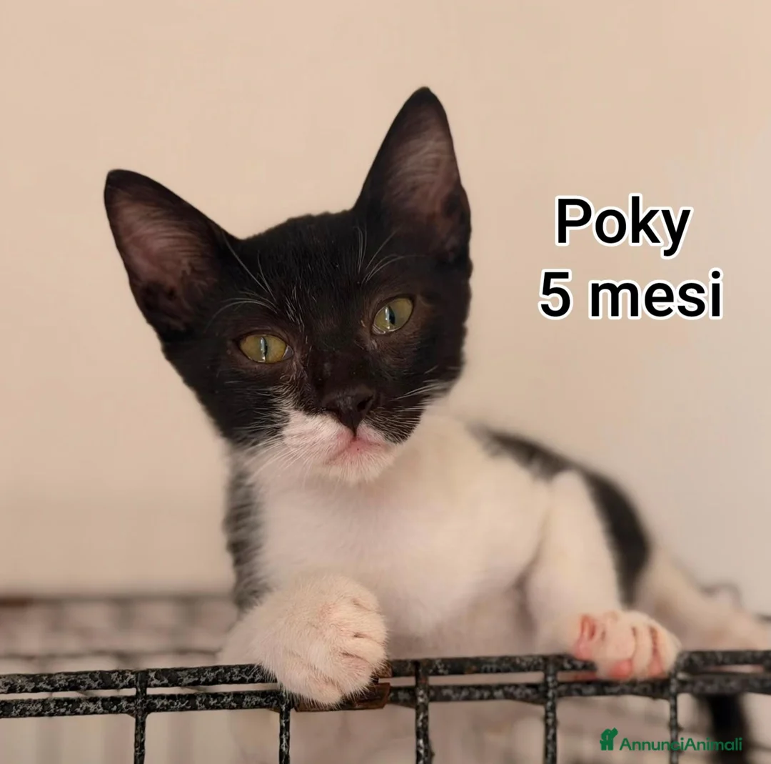 Altre razze gatti in regalo: GATTINI IN CERCA D'AMORE  a Città Metropolitana di Bologna - Annuncio 11