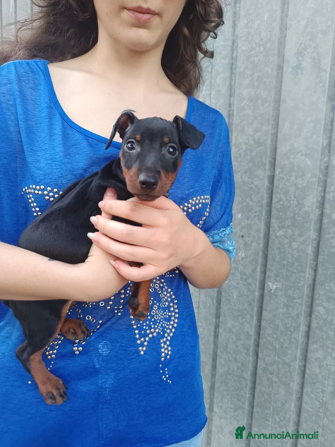 Pinscher Miniatura cani in vendita: Pinscher nani pedigree ENCI  - Annuncio 1