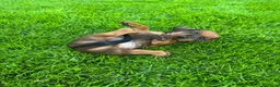 Bassotto cani in vendita: Bassotto a Provincia di Treviso - Annuncio 7