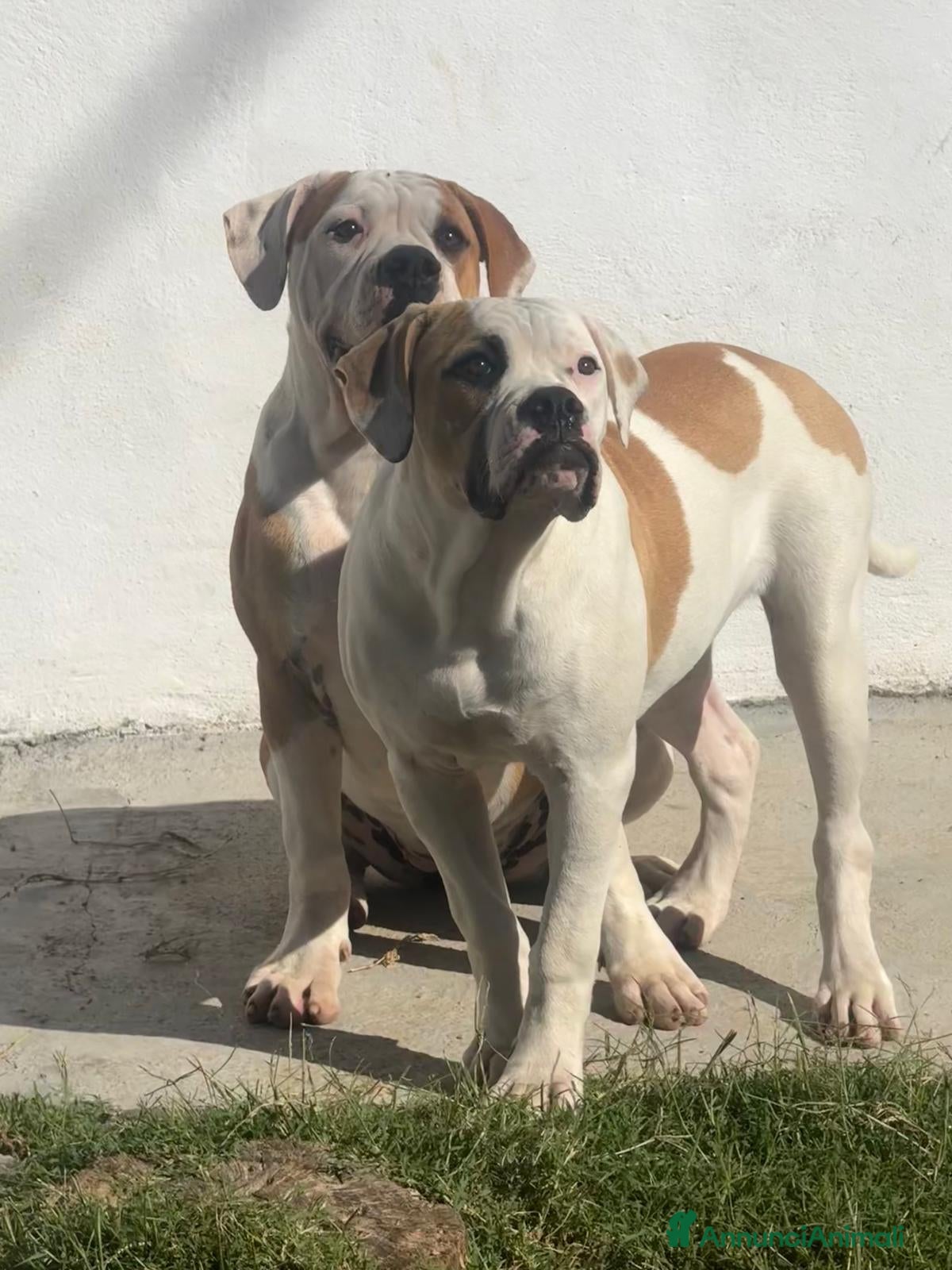 Bulldog cani Cucciolo American bulldog  - Annuncio 1
