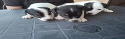 Jack Russell cani in vendita: Jack Russell Terrier a Città metropolitana di Roma Capitale - Annuncio 2