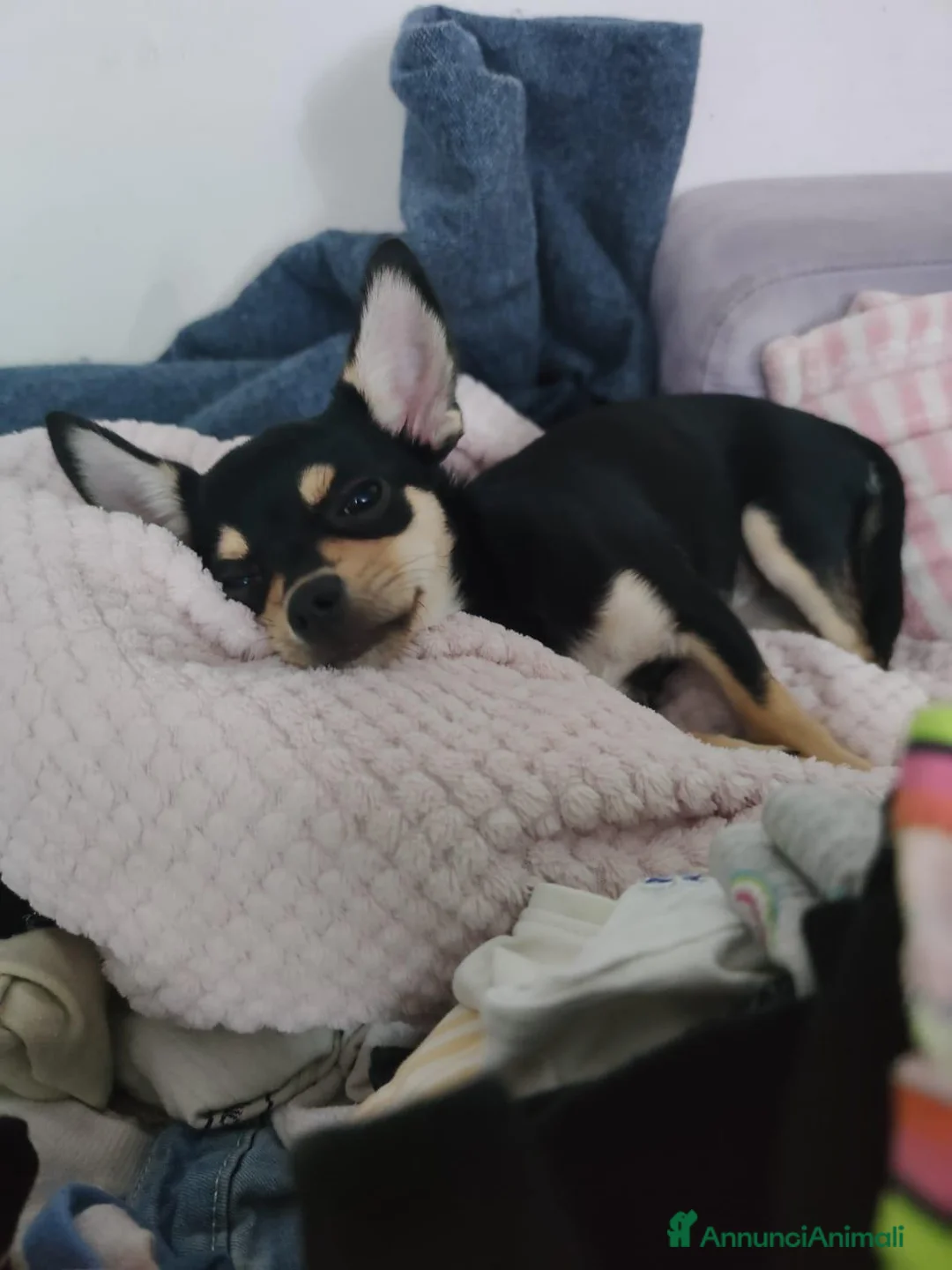 Chihuahua cani in vendita: Cuccioli chihuahua  - Annuncio 2
