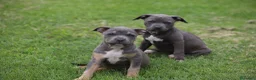 Pitbull cani in vendita: Cuccioli Pit Bull pronta consegna  - Annuncio 21