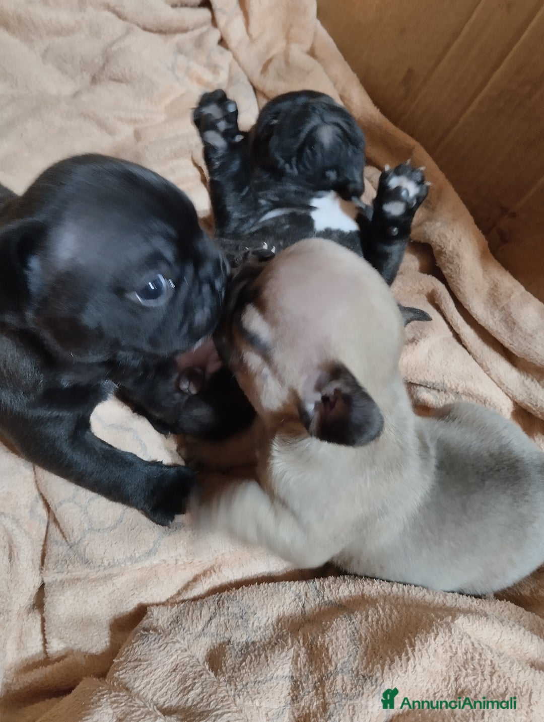 Bulldog Francese cani in vendita: Cuccioli bulldog francese  - Annuncio 3