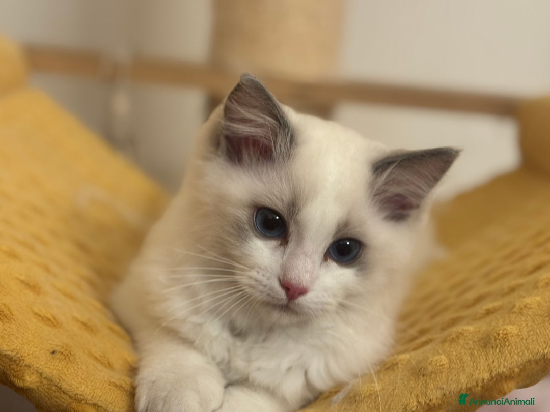 Ragdoll gatti in vendita: Cucciole Ragdoll Blue Bicolor  a Città metropolitana di Milano - Immagine 6