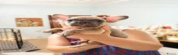Bulldog Francese cani in vendita: Bulldog francese esotico  - Annuncio 4
