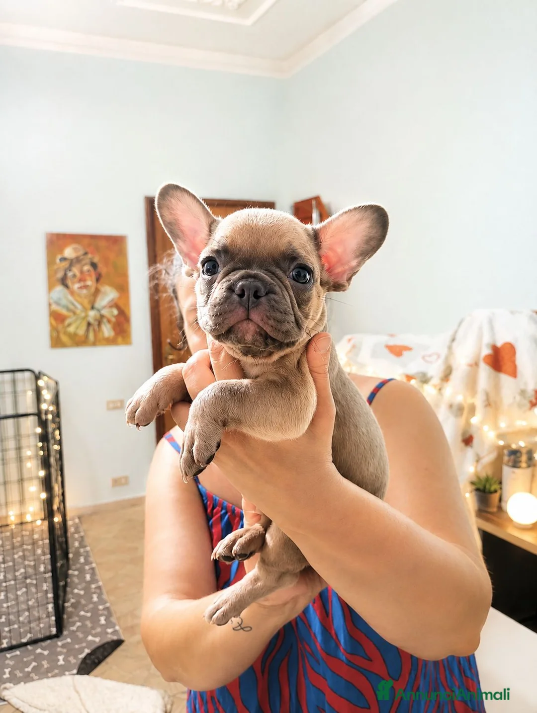 Bulldog Francese cani in vendita: Bulldog francese esotico  - Annuncio 4