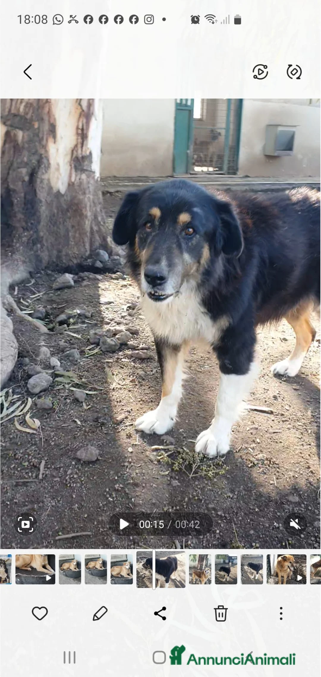 Meticcio cani in regalo: Mela, cagnolina triste in canile - Annuncio 2