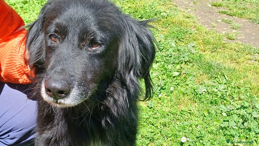 Meticcio cani in regalo: GREY UNA VITA MISERABILE DAVANTI A TUTTI - Annuncio 1