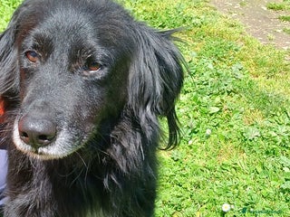 Meticcio cani GREY UNA VITA MISERABILE DAVANTI A TUTTI - Annuncio 23