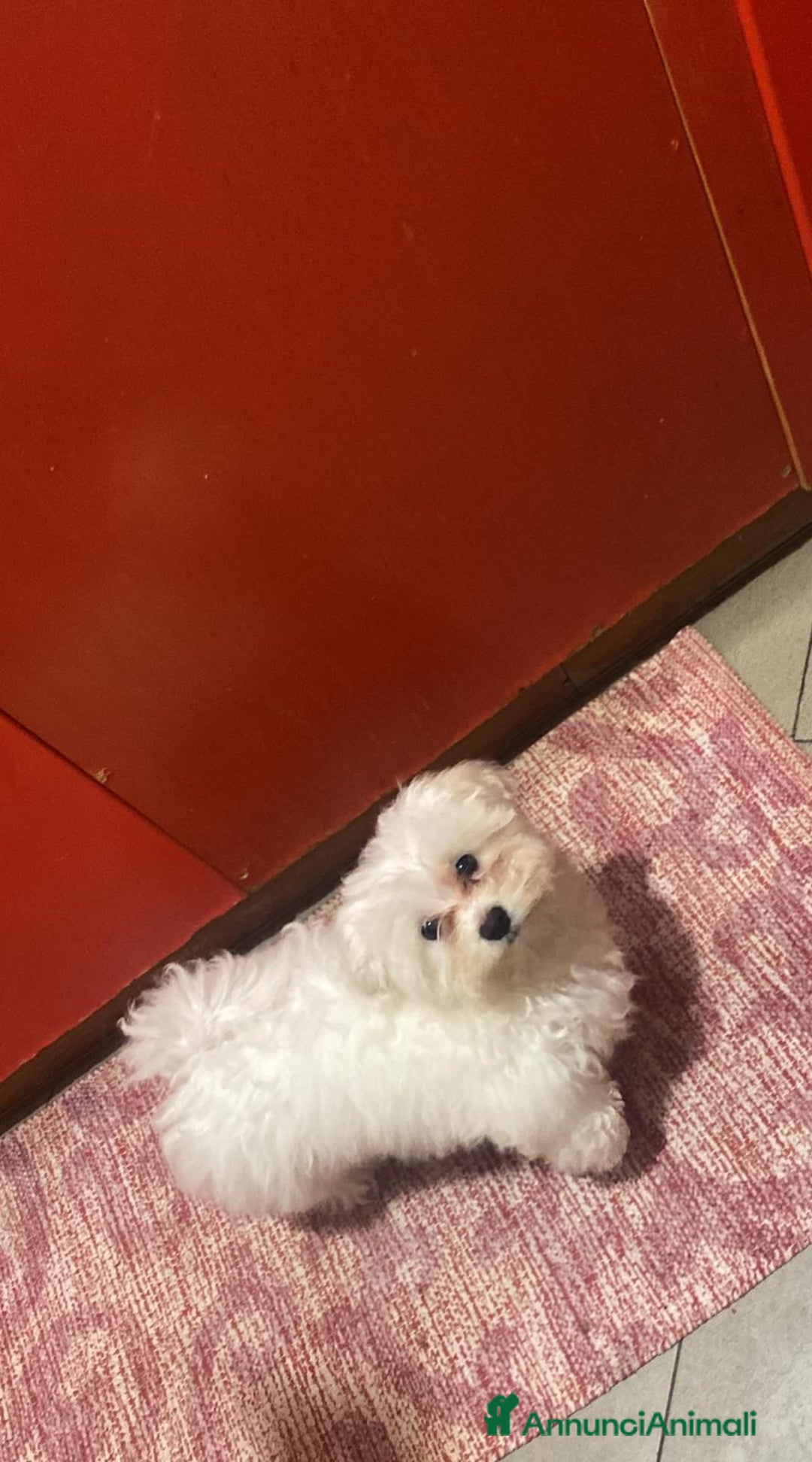 Maltese cani in vendita: Maltesi toy - Annuncio 6