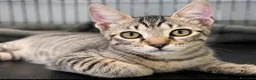 Europeo gatti in regalo: Gattino tigrato tre mesi a Città metropolitana di Roma Capitale - Annuncio 4
