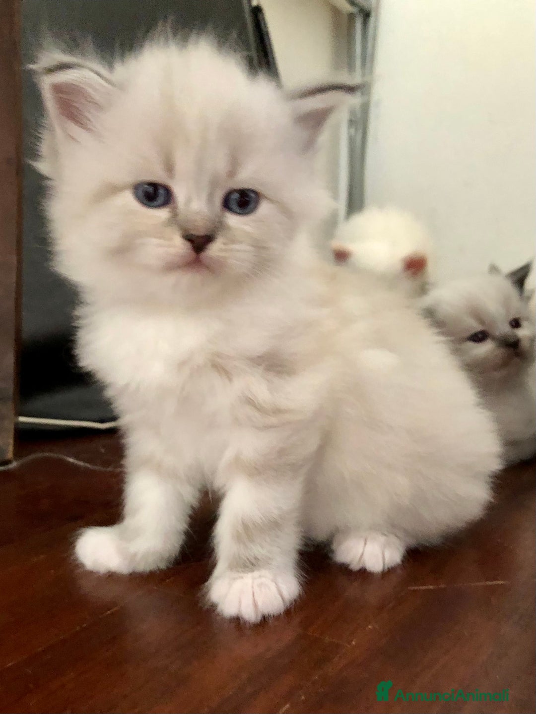 Siberiano gatti in vendita: Cuccioli di Gatto Siberiano Ipoallergenico a Provincia di Varese - Immagine 14
