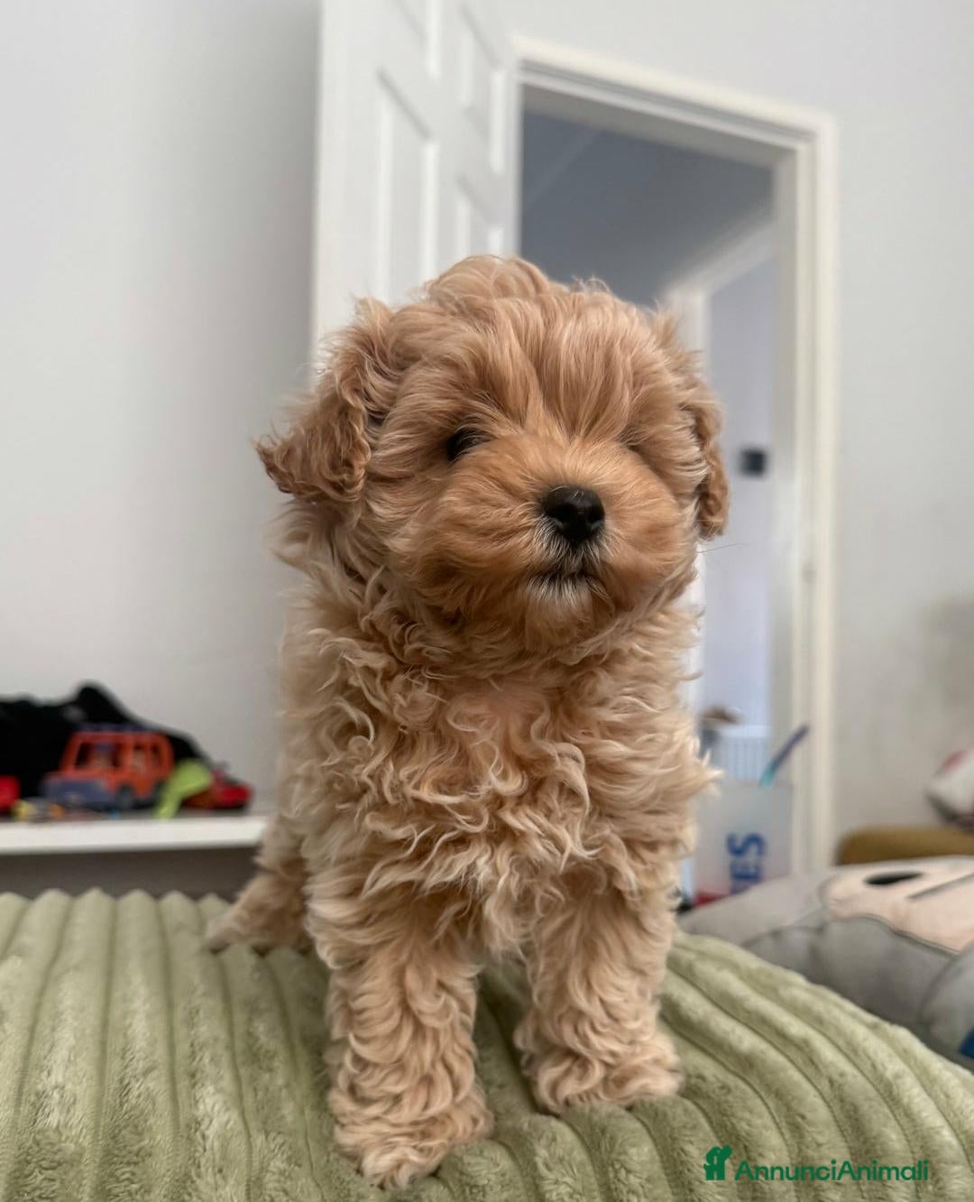 Meticcio cani in vendita: Bellissimi Maltipoo Mini F1 - Annuncio 15