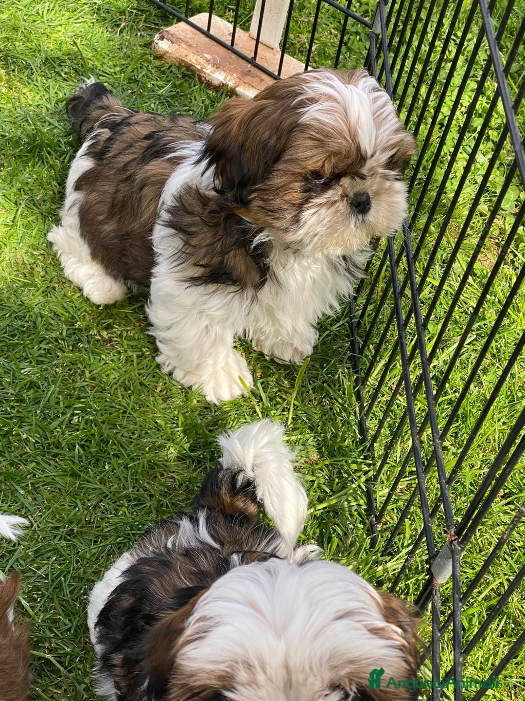 Shih Tzu cani in vendita: Shih tzu  - Annuncio 2