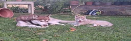 Husky cani in vendita: Splendidi cuccioli di siberian husky - Annuncio 6