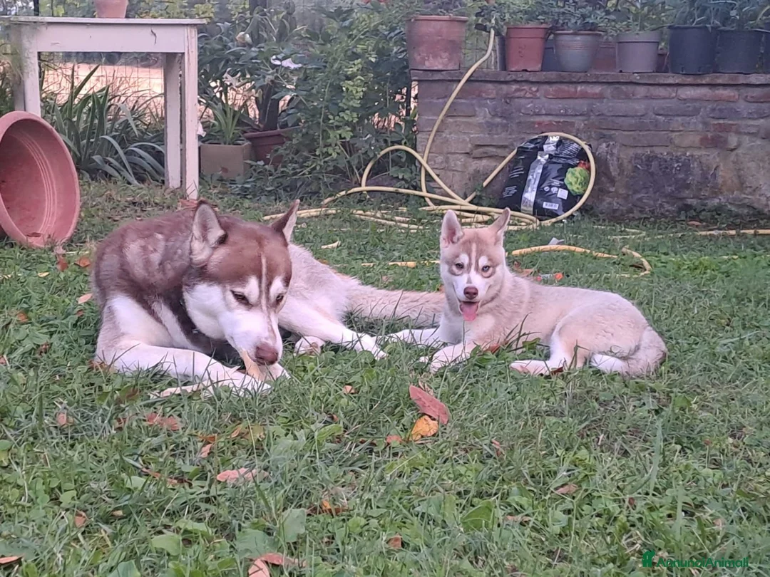 Husky cani in vendita: Splendidi cuccioli di siberian husky - Annuncio 6