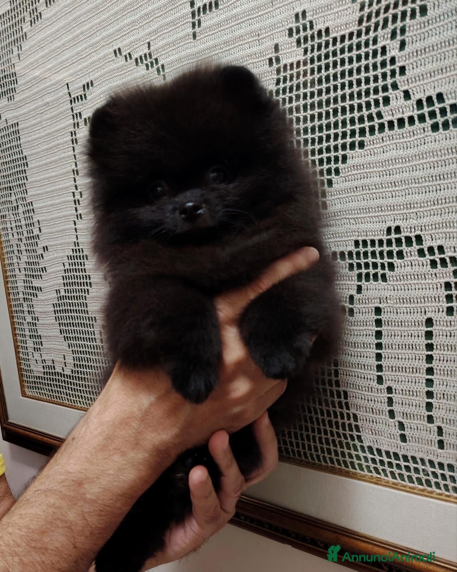 Volpino Pomerania cani spitz tedesco nano pomerania nero - Annuncio 5