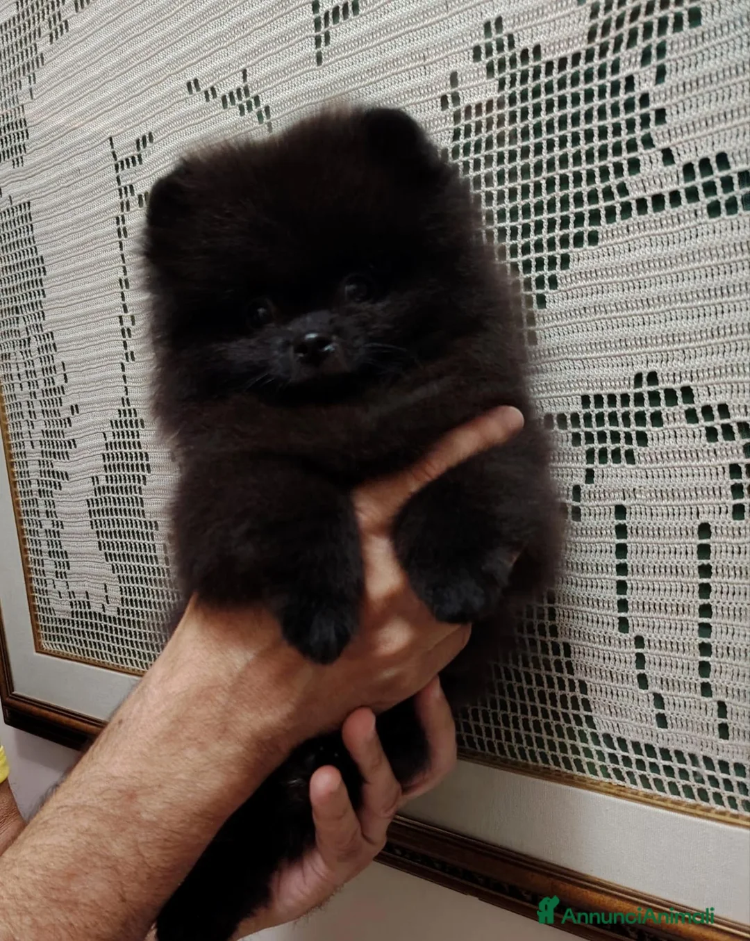 Volpino Pomerania cani in vendita: spitz tedesco nano pomerania nero a Provincia di Rimini - Annuncio 1