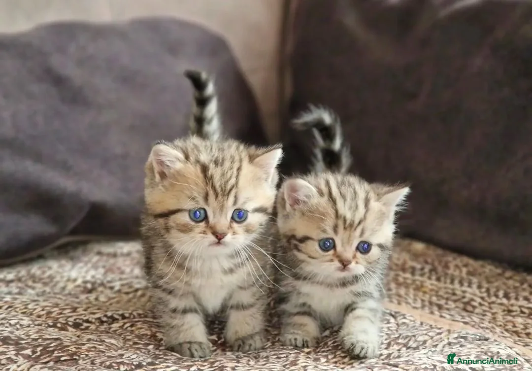 British gatti in vendita: British shorthair Femmina  - Annuncio 2