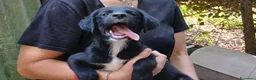 Meticcio cani in regalo: MASHA NON VUOLE CRESCERE IN CANILE, IN ADOZIONE - Annuncio 3