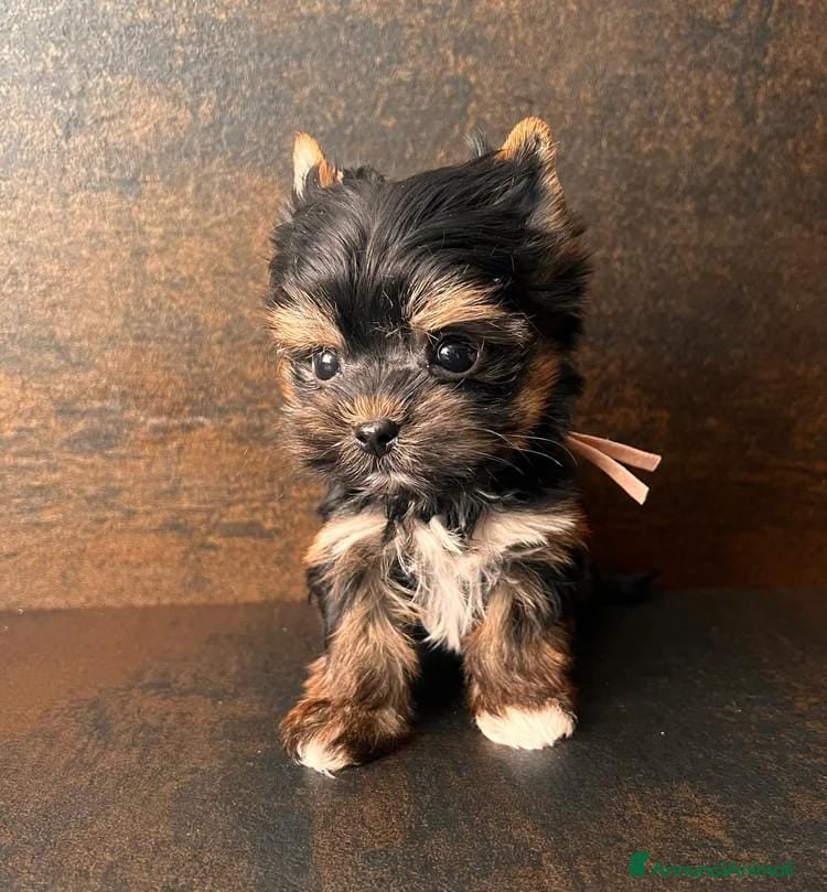 Yorkshire cani Quattro minuscole Yorkie femmine, Ognuna unica - Annuncio 1