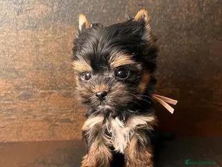 Yorkshire cani Quattro minuscole Yorkie femmine, Ognuna unica - Annuncio 2