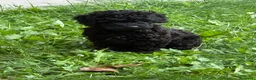 Barboncino cani in vendita: CucciolaDi barboncino  - Annuncio 5