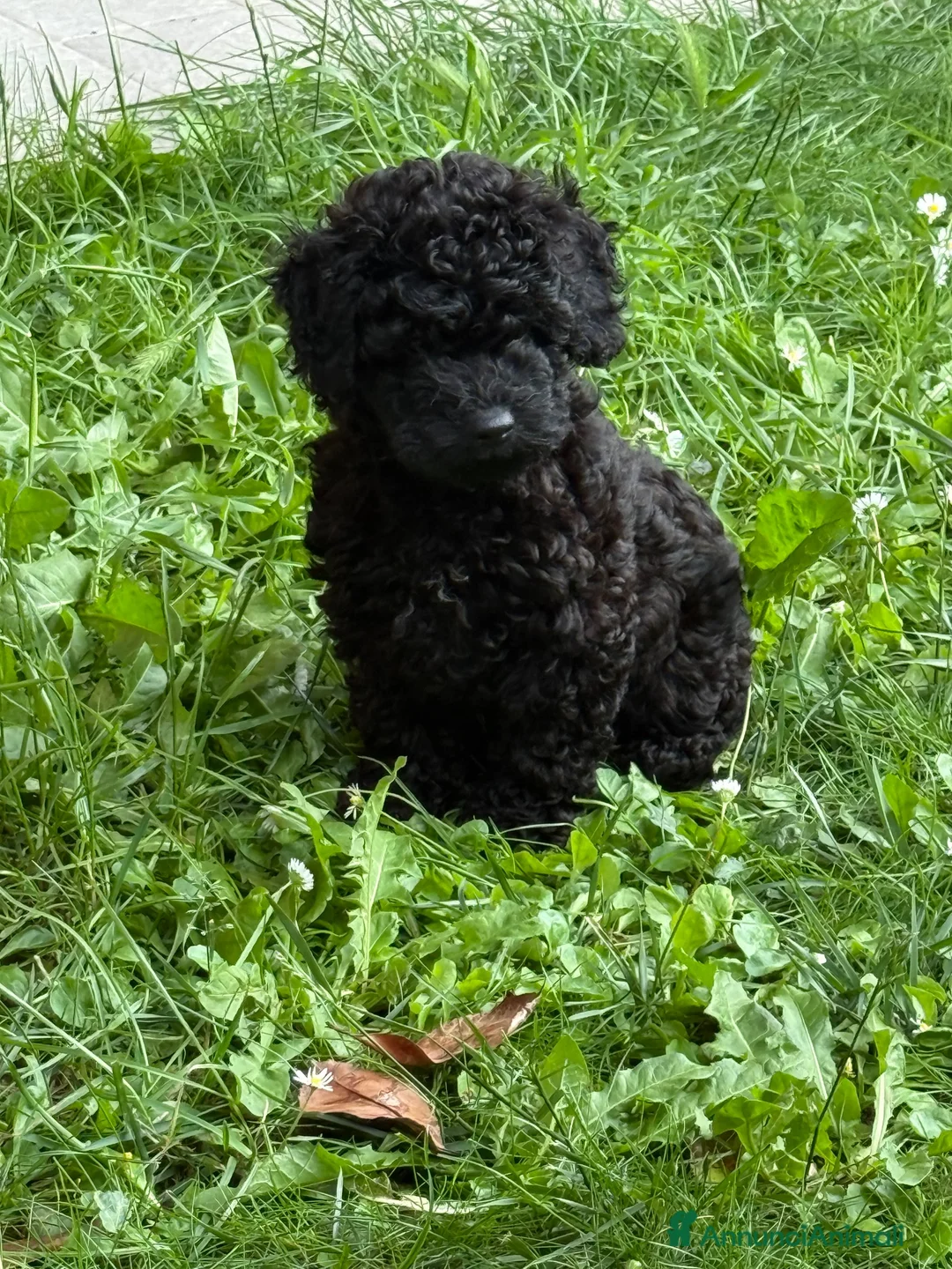 Barboncino cani in vendita: CucciolaDi barboncino  - Annuncio 5