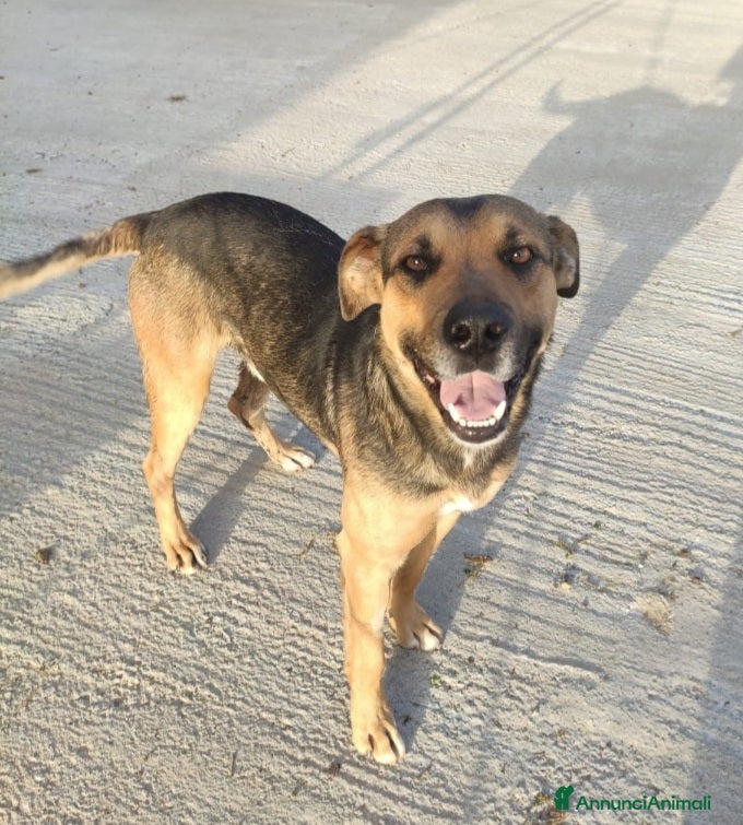 Meticcio cani 18mesi tg media salvato in strada investito.SICILI a Città metropolitana di Milano - Annuncio 19