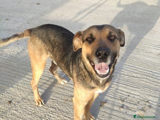 Meticcio cani 18mesi tg media salvato in strada investito.SICILI a Città metropolitana di Milano - Annuncio 28