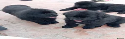Terranova cani in vendita: Cuccioli terranova  - Annuncio 3