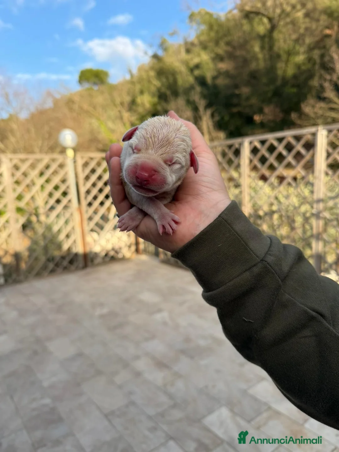 Dogo Argentino cani in vendita: Cuccioli dogo argentino - Annuncio 2