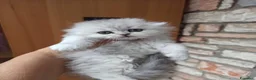 Scottish gatti in vendita: Gattini Scottish highland  - Annuncio 10
