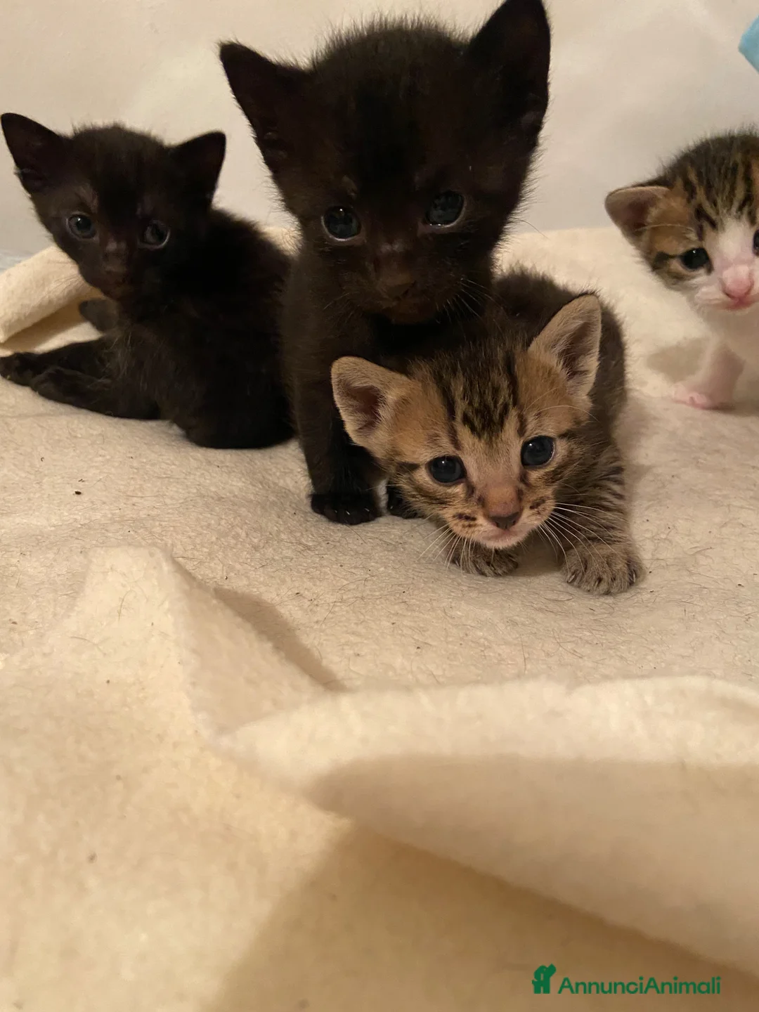 Meticcio gatti in regalo: Regalo gattini a Provincia di Treviso - Annuncio 7