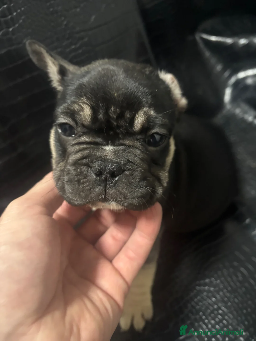 Bulldog Francese cani in vendita: Bulldog francese esotico  a Provincia di Pisa - Annuncio 7