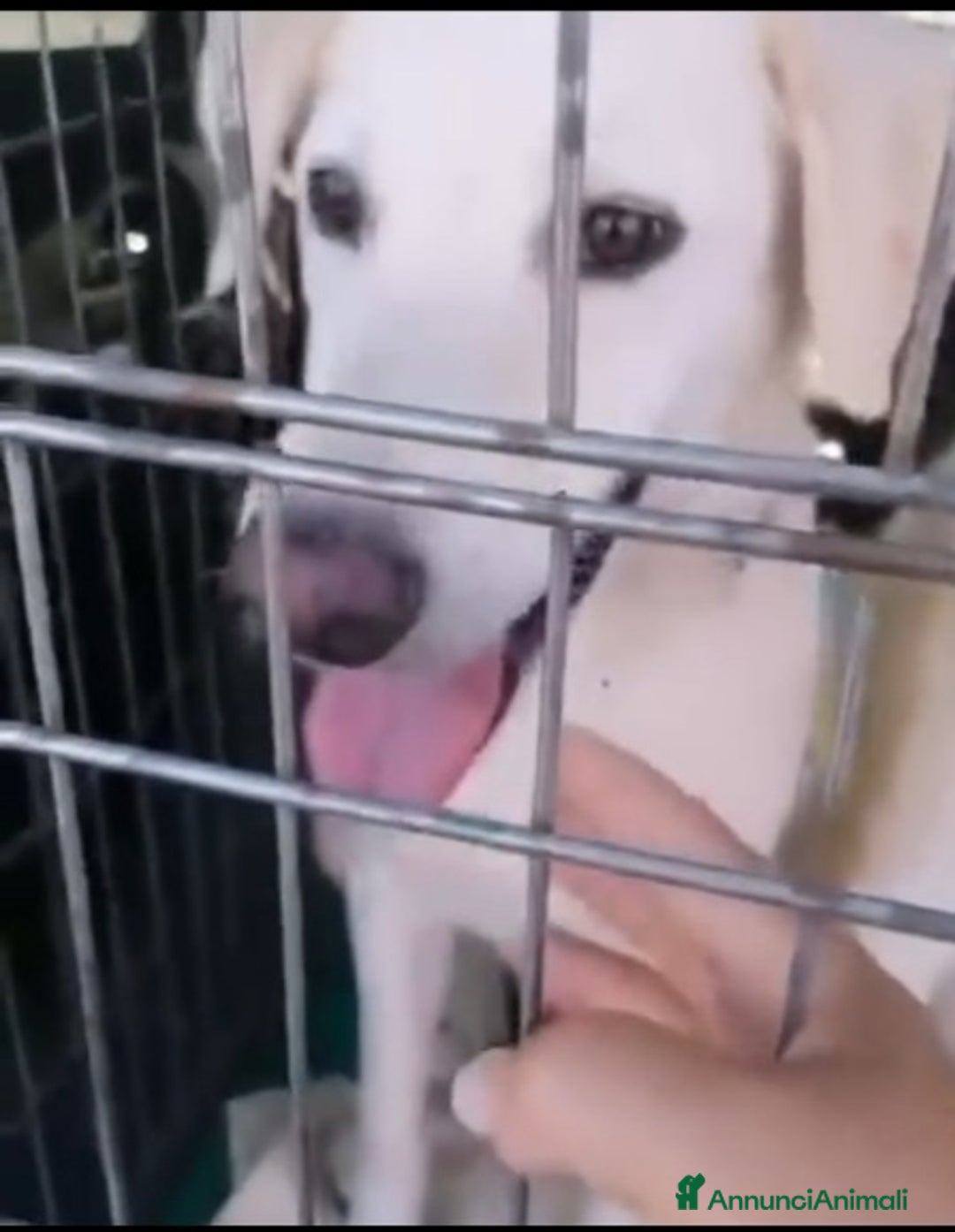 Meticcio cani in regalo: 2fratelli mix Labrador 6anni ok gatti TISCANA SOS  - Annuncio 3