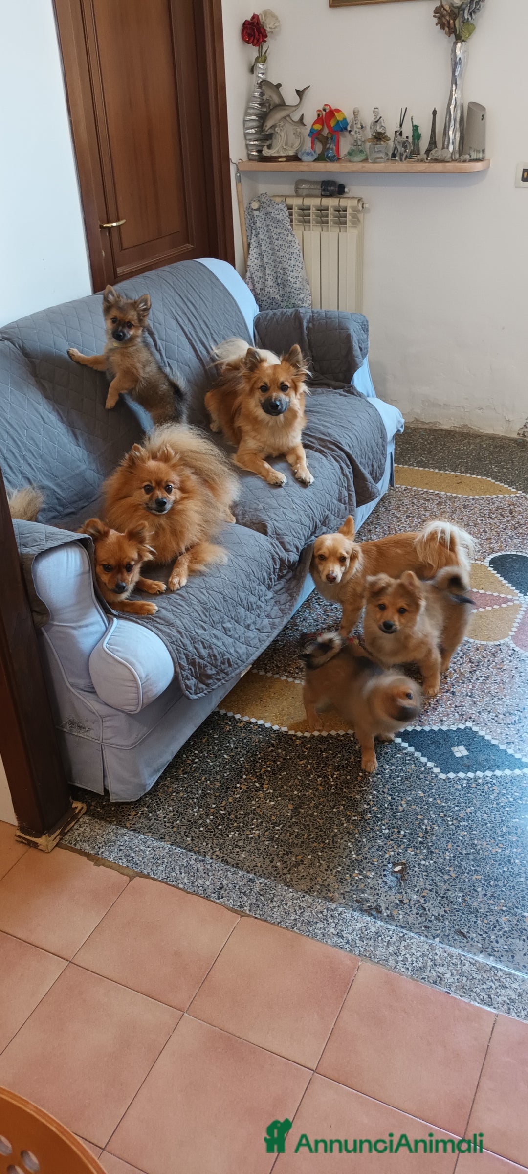 Volpino Italiano cani in vendita: VOLPINI MIX a Città Metropolitana di Genova - Immagine 5