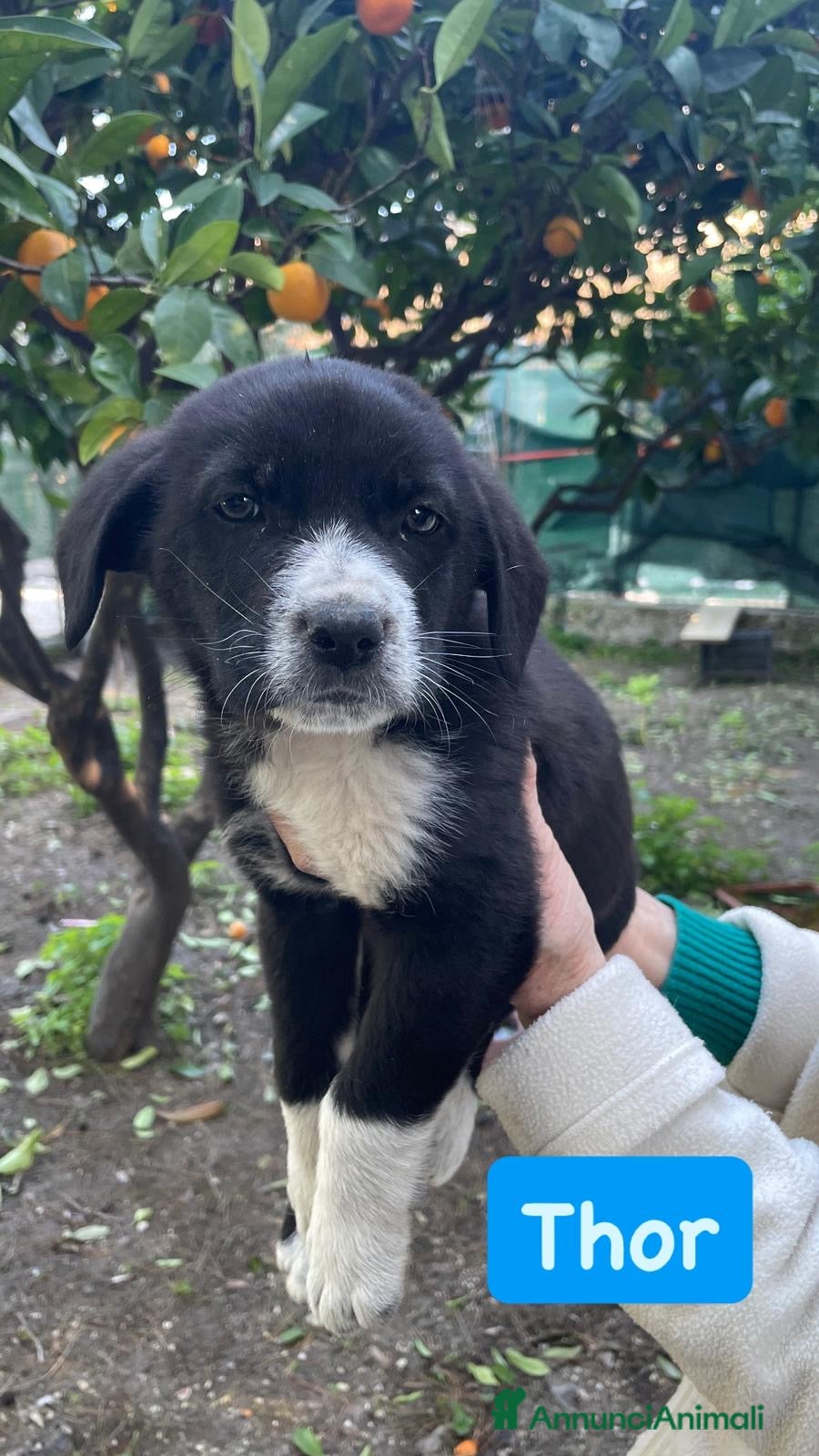 Meticcio cani Thor cucciolo bianco e nero  - Annuncio 18