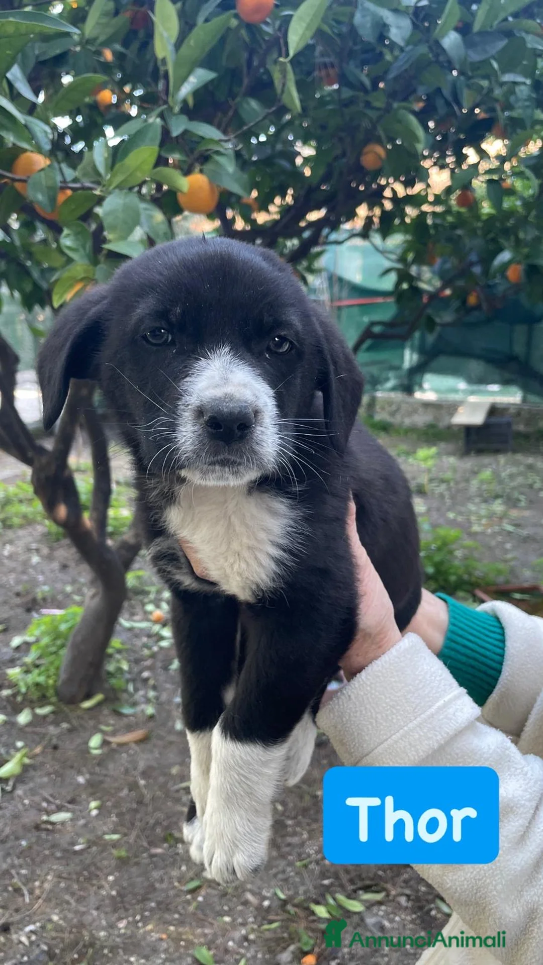 Meticcio cani in regalo: Thor cucciolo bianco e nero  - Annuncio 1