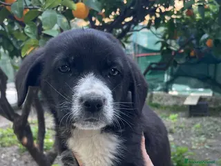 Meticcio cani Thor cucciolo bianco e nero - Annuncio 18