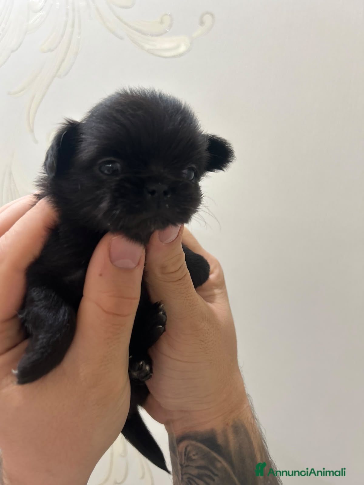 Chihuahua cani Cucciole di chihuahua a pelo lungo - Annuncio 4